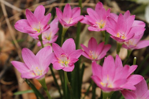 blooming pink color zephyranthes candida lily 