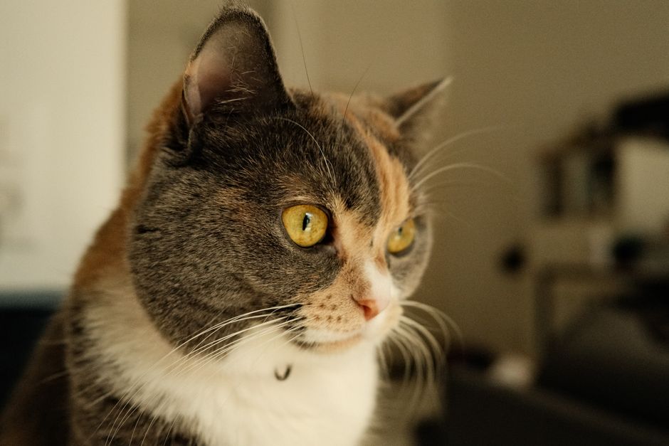 Adorable calico cat with striking eyes in an indoor setting, photographed in France.