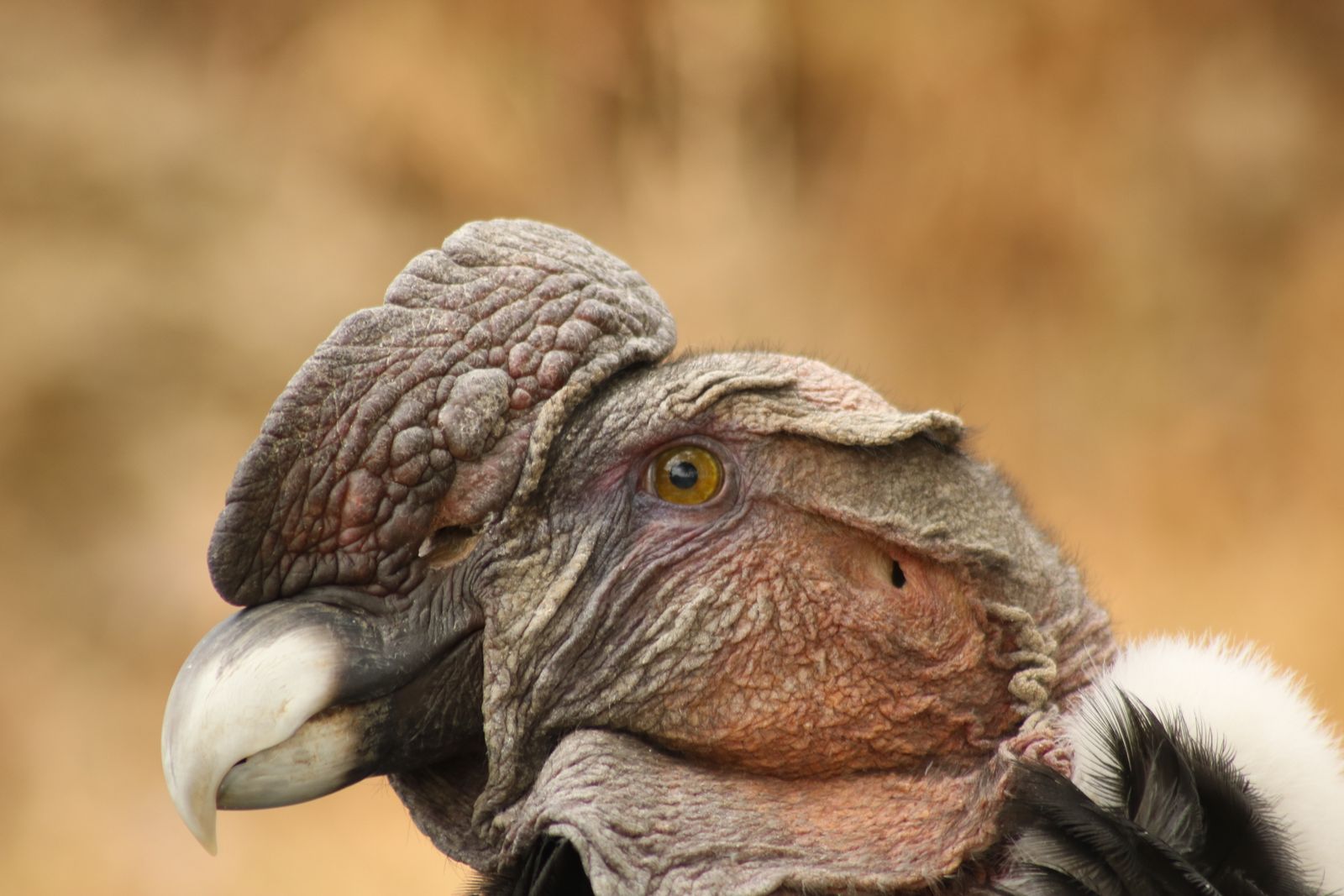 Close-up portrait of an Andean condor showing its bare head, hooked beak and white neck ruff