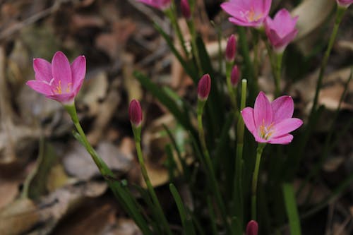 blooming of pink color zephyranthes candida lily 