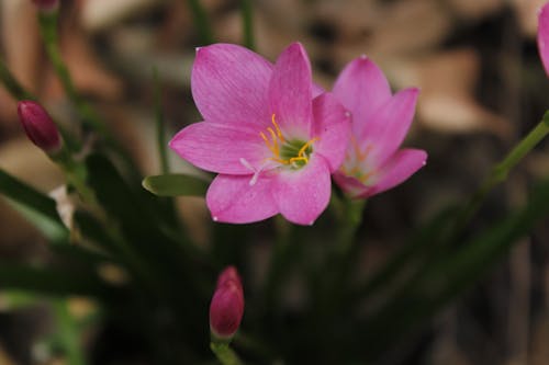 blooming of pink color zephyranthes candida lily 
