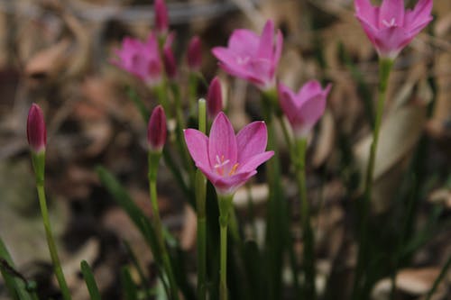 blooming a bunch of pink color zephyranthes candida lily 