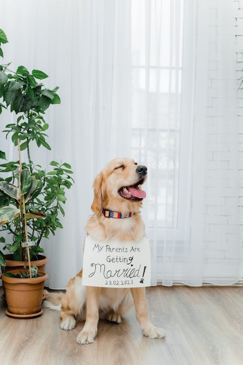 Golden Retriever Sitting with Marriage Message