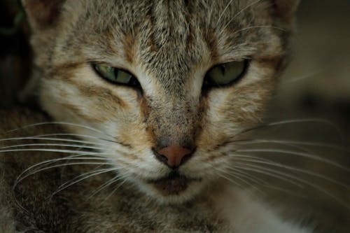 Δωρεάν στοκ φωτογραφιών με background, cat close-up, αιλουροειδές