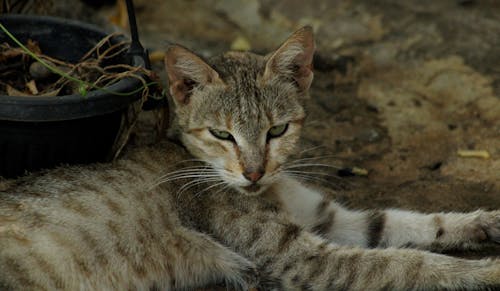 Ilmainen kuvapankkikuva tunnisteilla cat lähikuva, eläin, eläin abstrakti