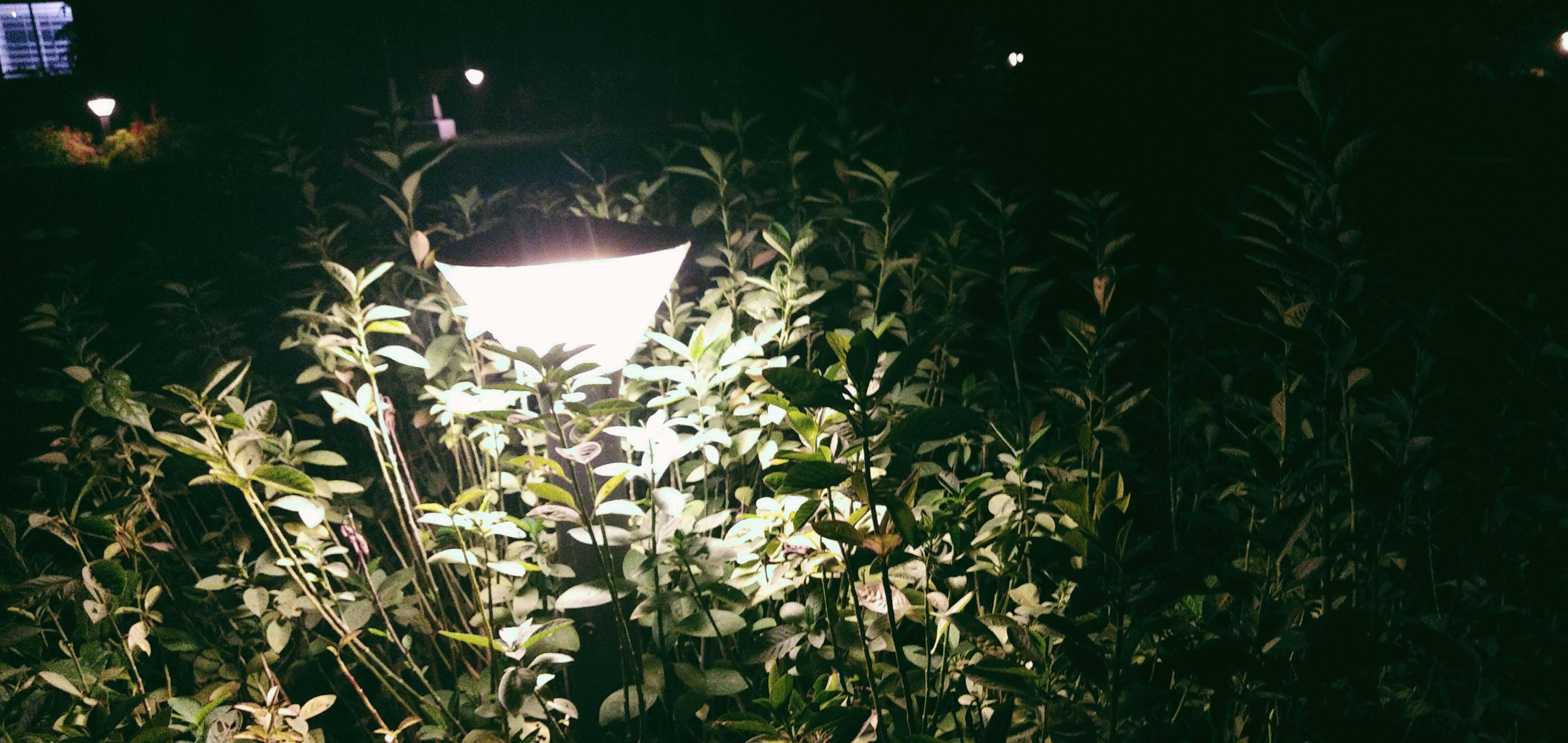 Free stock photo of backlight, lamp post, light