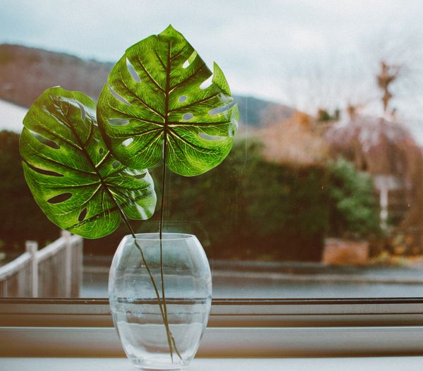 Monstera leaves