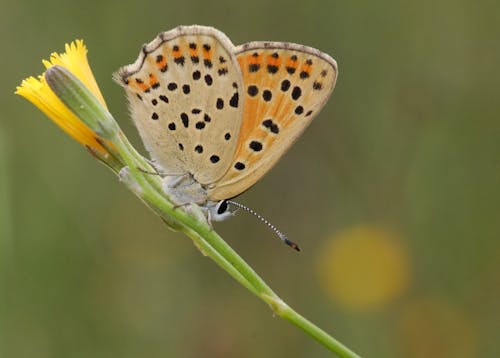 Close-up of a Butterfly Sitting on a Flower