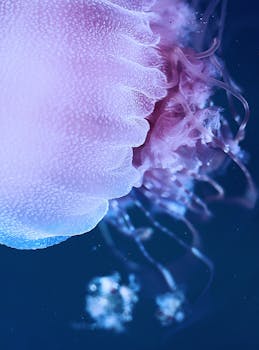 Stunning close-up image of a jellyfish with vivid pink and blue hues in the ocean.