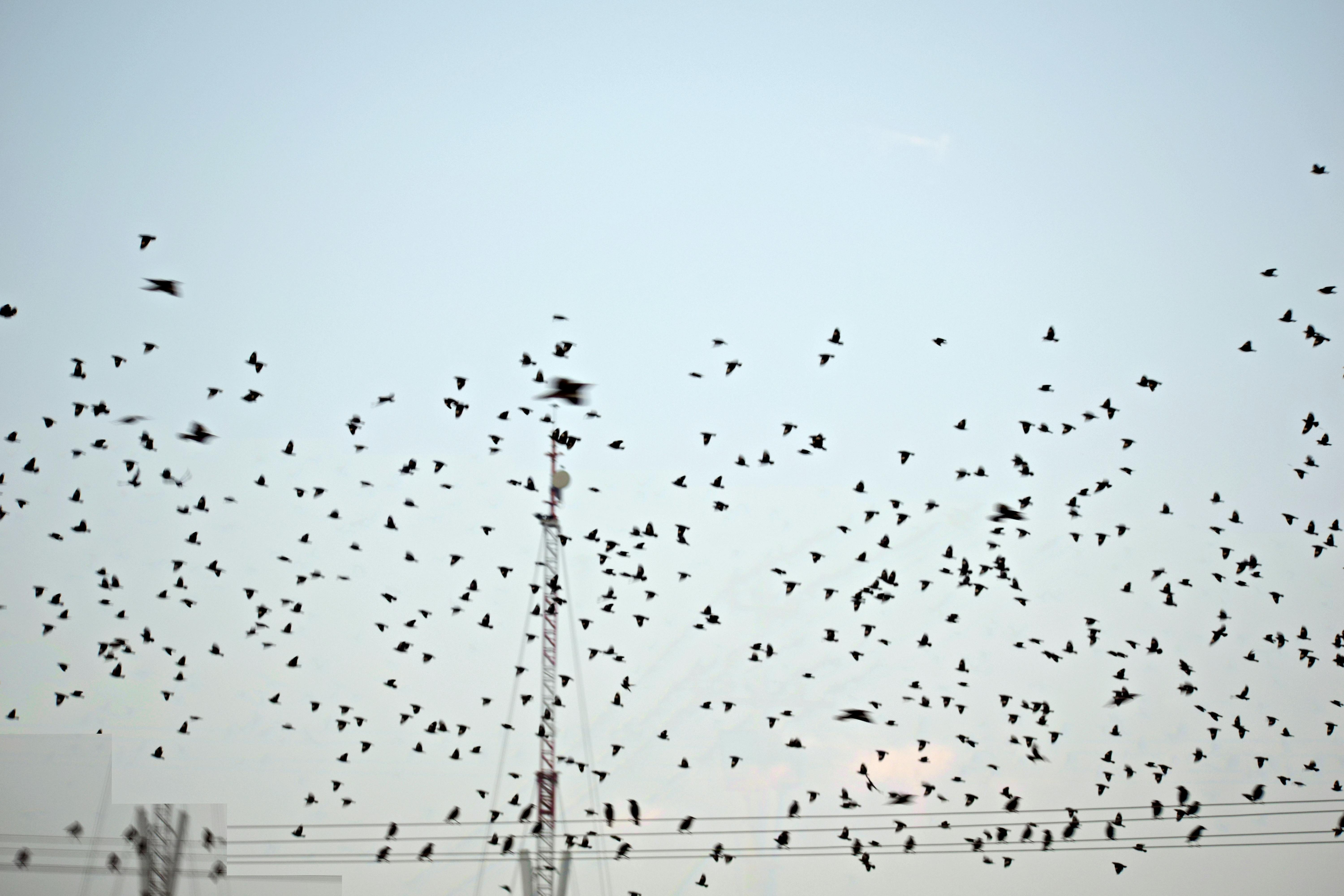 Free stock photo of birds, flight, flock of birds