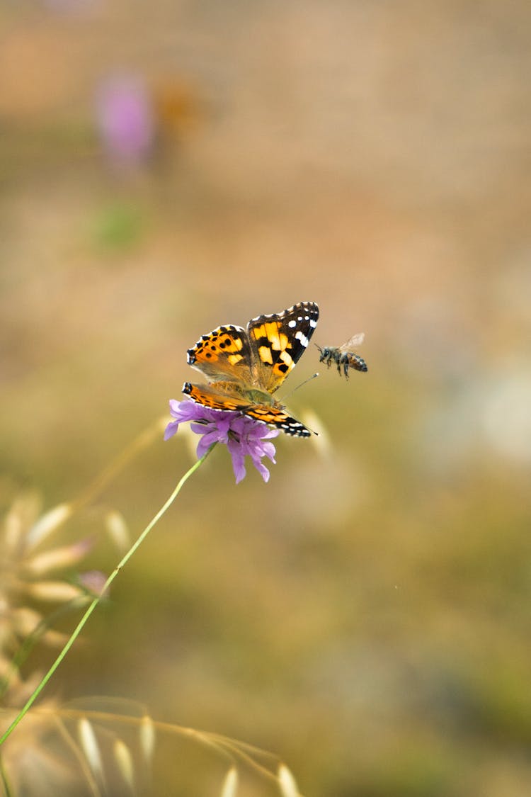 Bee Flying By A Butterfly On A Flower