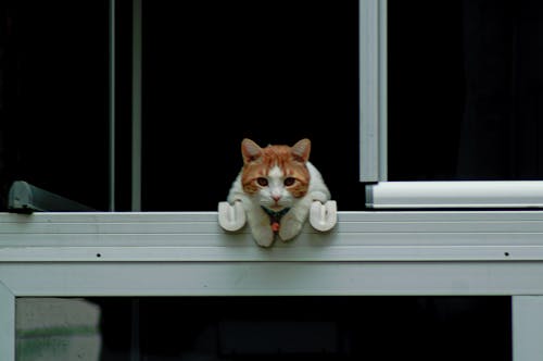 Free stock photo of balcony, cat, glance