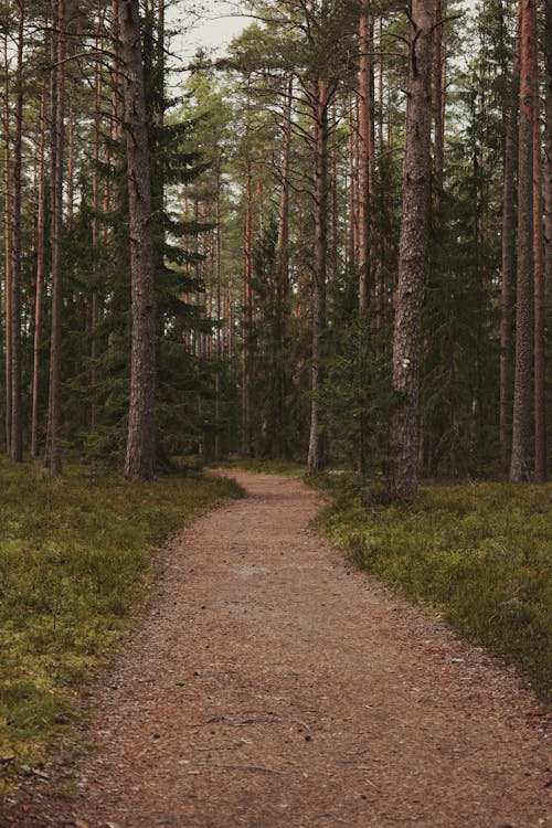 Footpath in Forest