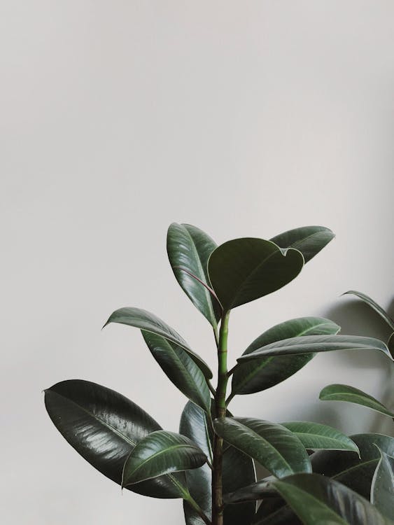 Close-Up Photography Of Rubber Plant