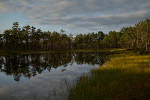 Free Serene forest lake reflecting trees and sky in golden light, showcasing natural beauty. Stock Photo