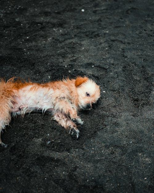 Dog Lying Down on Black Ground