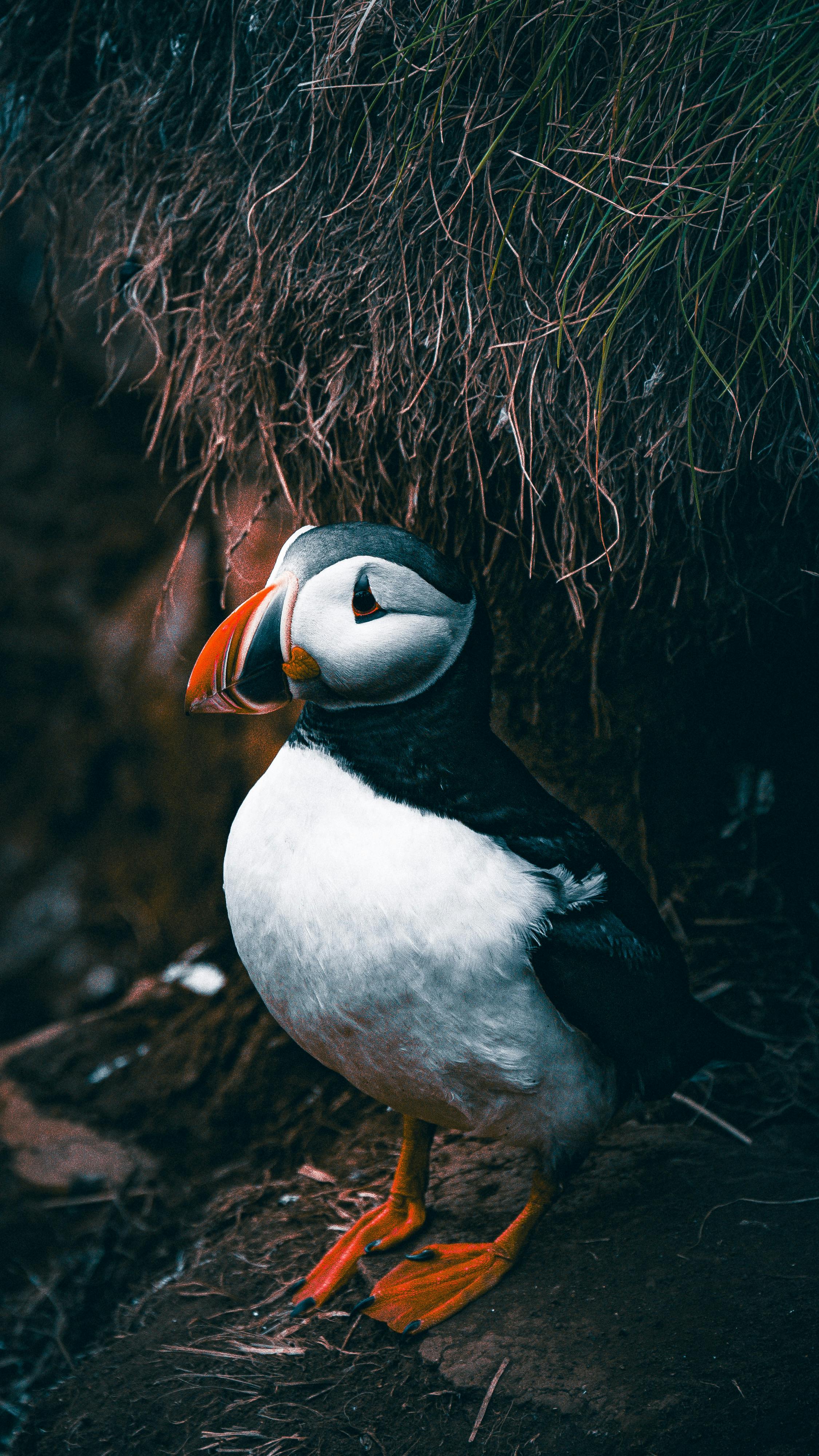 Atlantic puffin Wallpaper 4K, Seabirds, Horned puffin