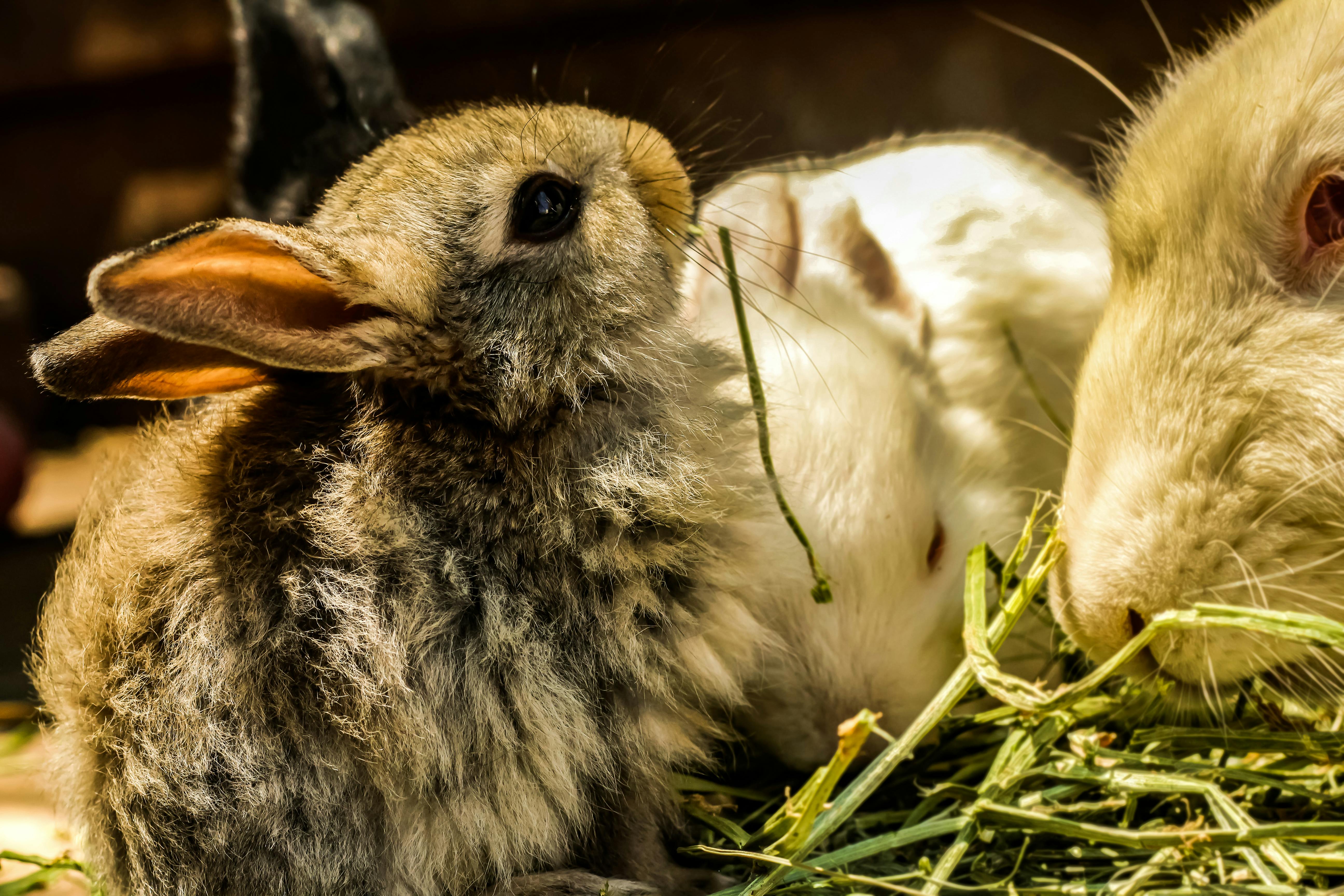 Foto Gratuita Di Animale Animali Carini Carino