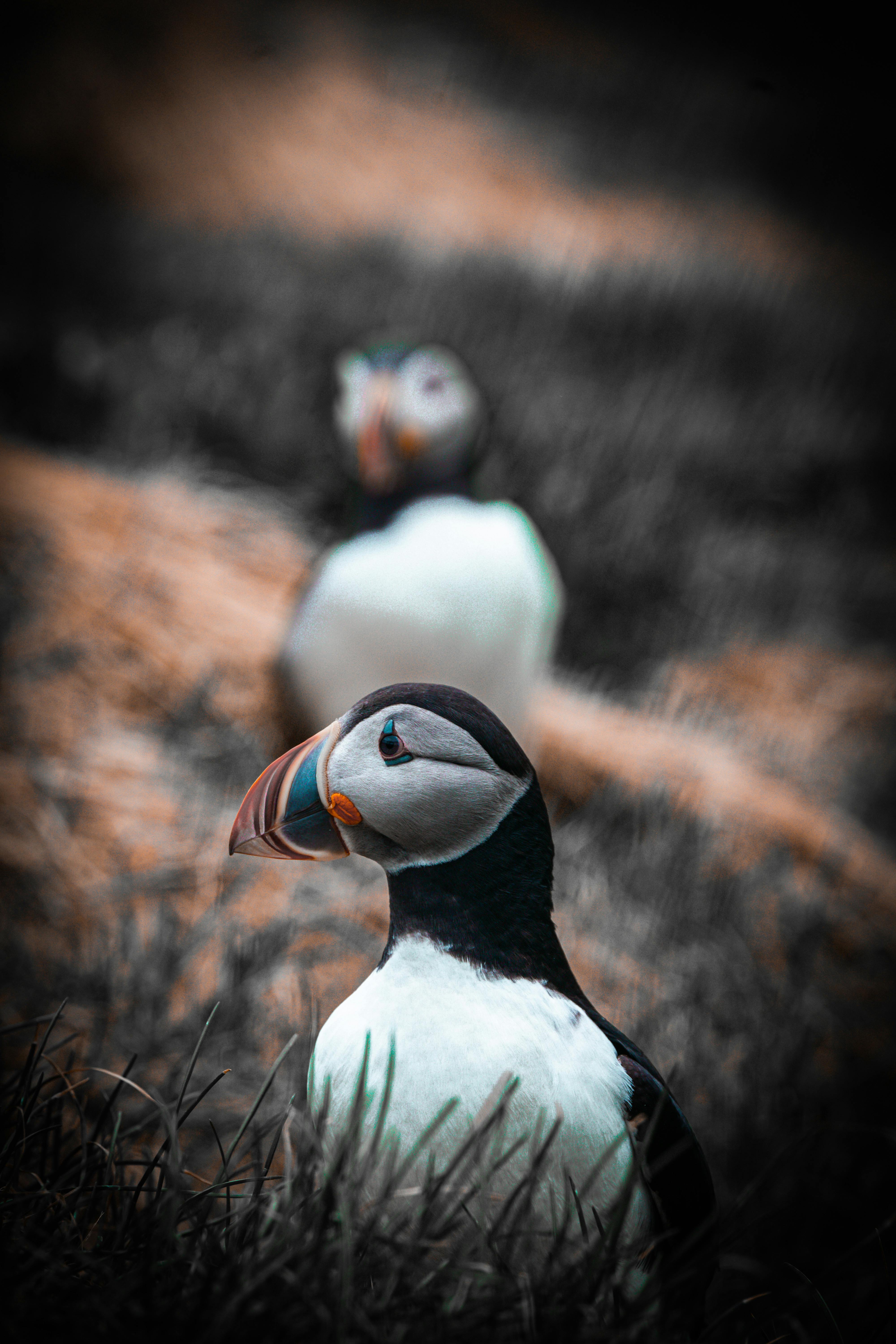 Atlantic Puffin Standing in a Nest · Free Stock Photo