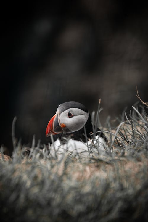 A Puffin Sitting on the Grass