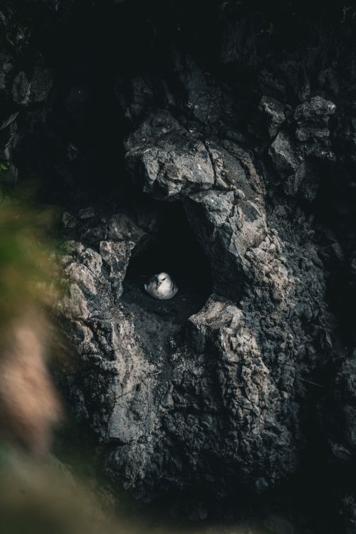 Free A lone bird rests in a rocky cave, creating a secluded and natural environment. Stock Photo