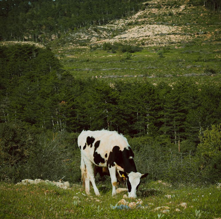 Cow In The Pasture