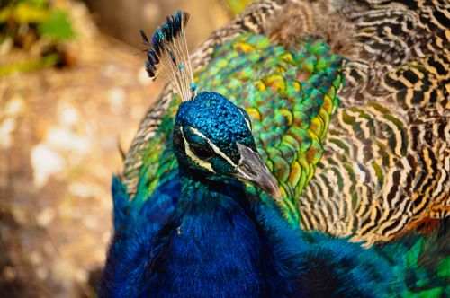 Free Close-up of a colorful peacock showcasing its vibrant feathers in natural sunlight. Stock Photo