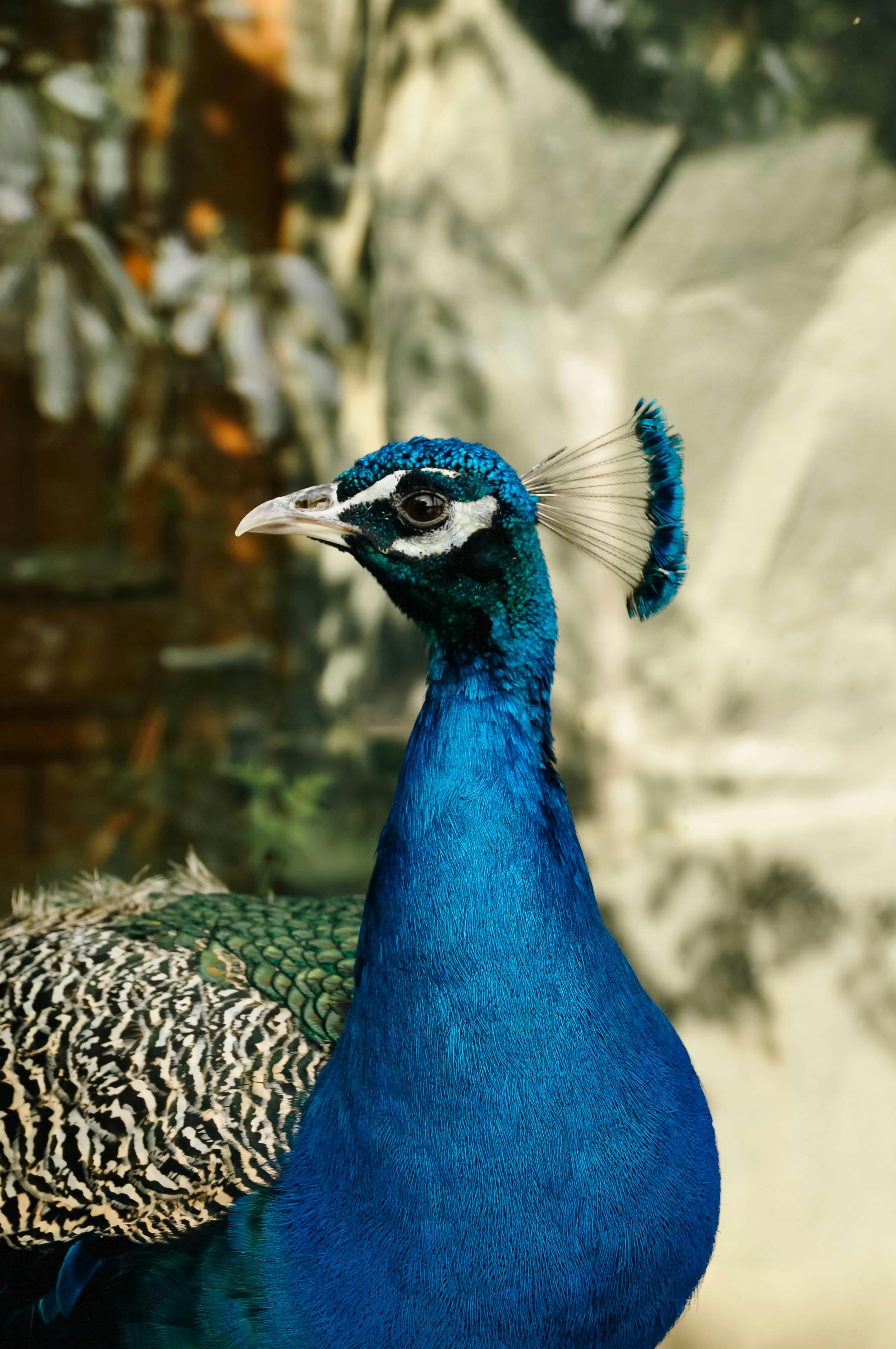 Stunning portrait of a vibrant Indian Peacock showcasing its rich colors and elegance.