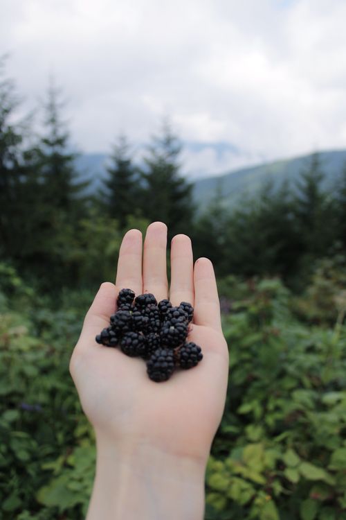 Free Hand holding fresh blackberries in a lush outdoor forest setting, symbolizing nature's bounty. Stock Photo