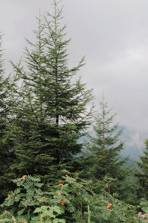 Foto profissional grátis de árvores, conífera, floresta