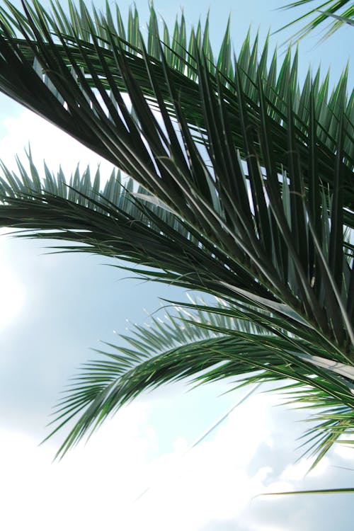 Kostnadsfri bild av himmel, löv, palmträd