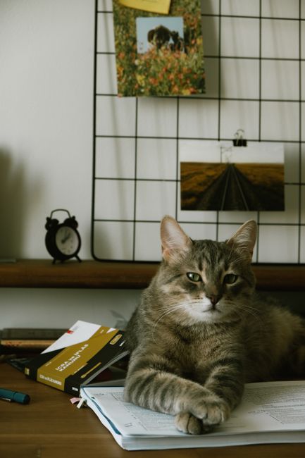 A cute tabby cat lounging on a desk surrounded by books and decor in a cozy indoor setting. A cute tabby cat lounging on a desk surrounded by books and decor in a cozy indoor setting.
