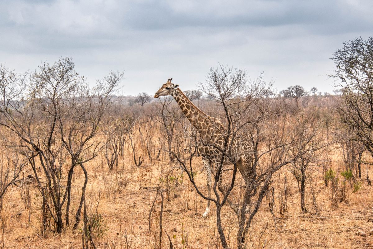 Gondwana Game Reserve