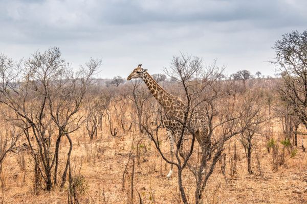 ALL-INCLUSIVE BALULE PRIVATE RESERVE SAFARI - Stays