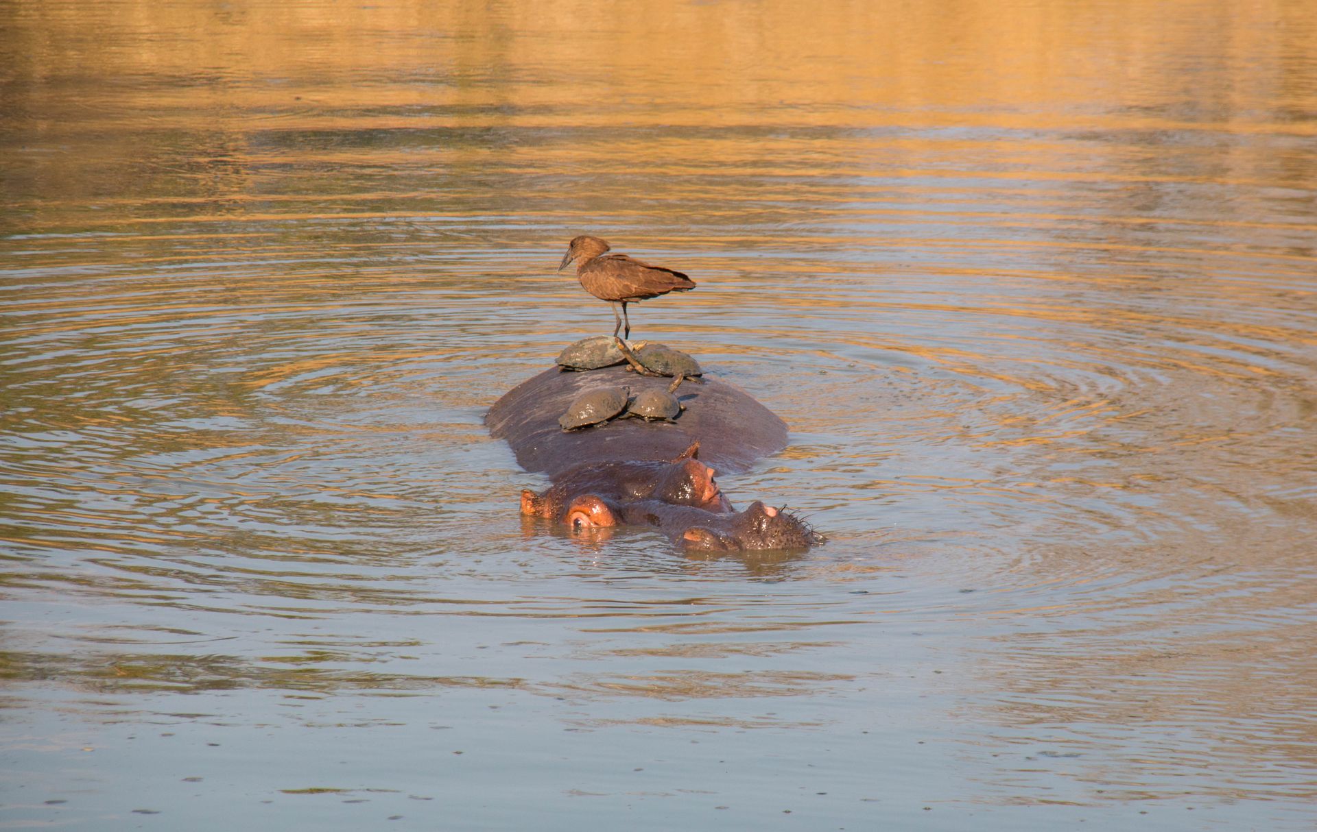 A hippopotamus with turtles and a bird on its back in a tranquil river scene.