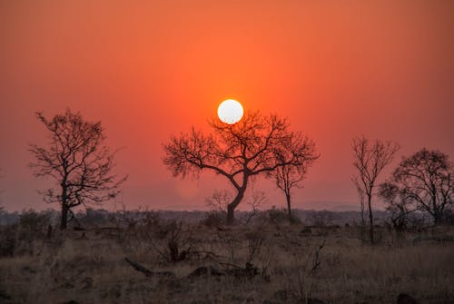 Ilmainen kuvapankkikuva tunnisteilla Afrikka, appelsiini, atardecer