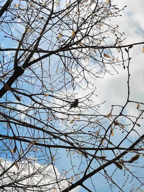 Fotobanka s bezplatnými fotkami na tému bezlistý, divočina, príroda