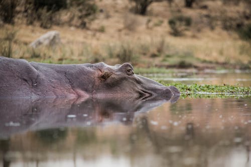 Hippo Swims in Lake