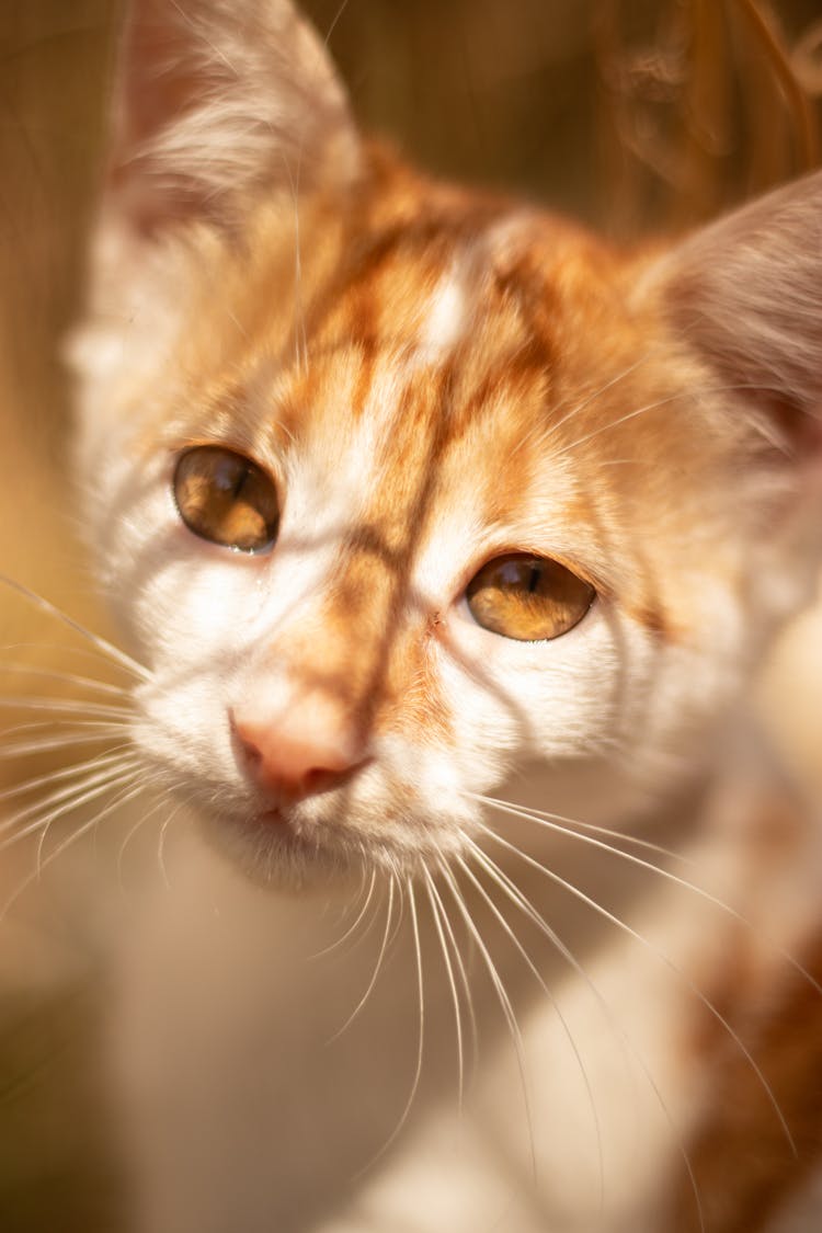 Close Up Of Cat Head