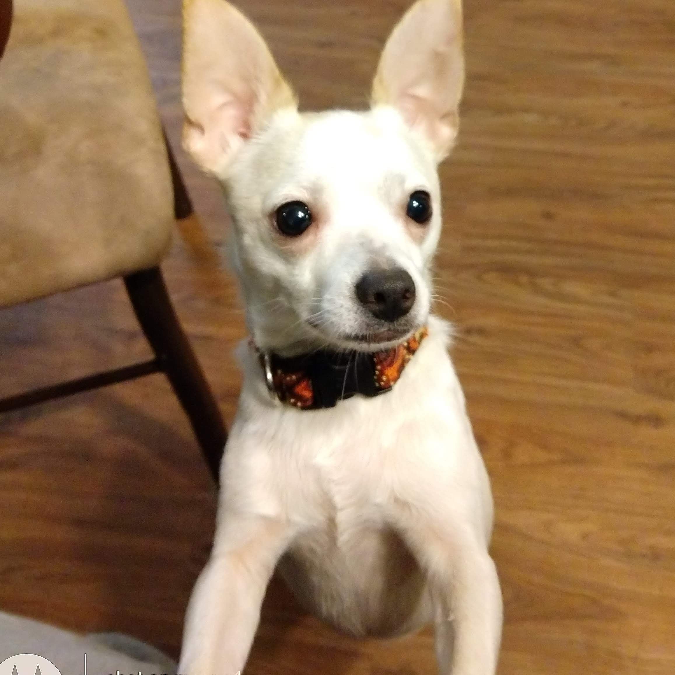 Foto Stok Gratis Tentang Anjing Kecil Anjing Putih Chihuahua