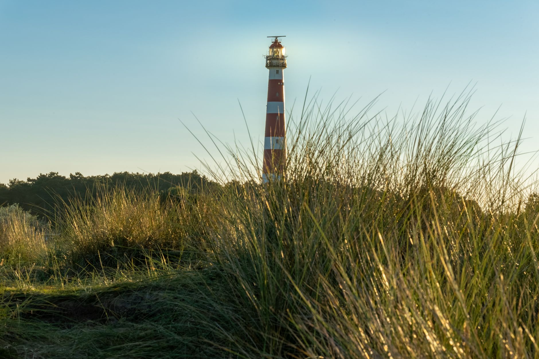 Stunning view of Ameland lighthouse, Bornrif, amidst tall grasses at sunset. A serene rural landscape.