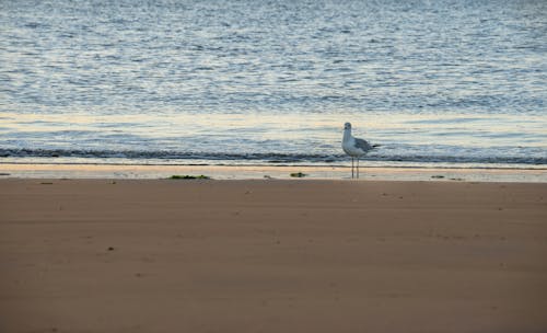 Seagull Stand on Beach