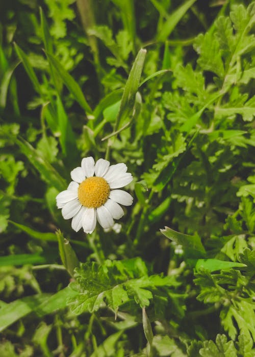 Blooming Daisy in the Meadow