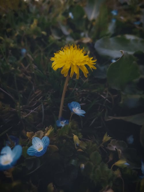 Dandelion and Persian Speedwell Flowers