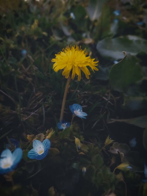 Fotobanka s bezplatnými fotkami na tému dedinský, jar, kvety