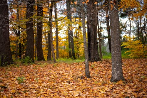 Бесплатное стоковое фото с лес, листья, окружающая среда