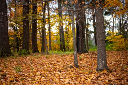Free Explore the tranquil autumn landscape with golden leaves in an Ottawa forest. Stock Photo