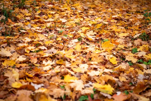 Ground Covered in Autumn Leaves