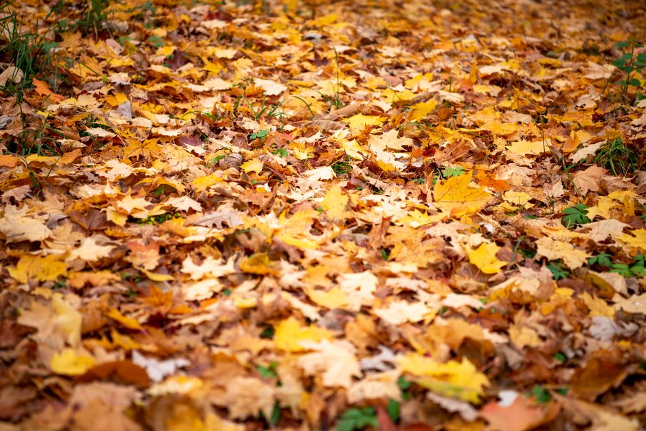 What is there to do in Ottawa in the fall?