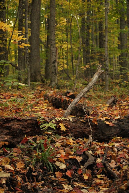 Photos gratuites de arbre abattu, automne, environnement